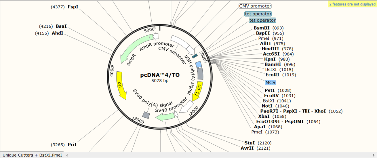 plasmid vector multiple cloning sequence